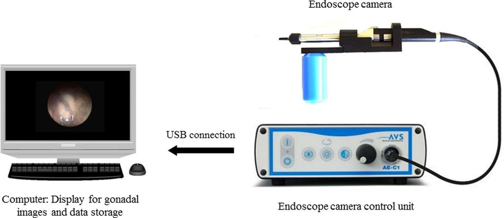 2686 OTSUKA ET AL. Figure 1. Newly devised endoscope system. Figure 2. Endoscope camera unit.