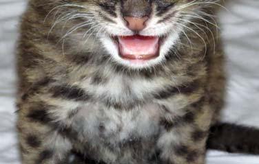 Otis birth is exciting news for the captive-bred gene pool of fishing cats.