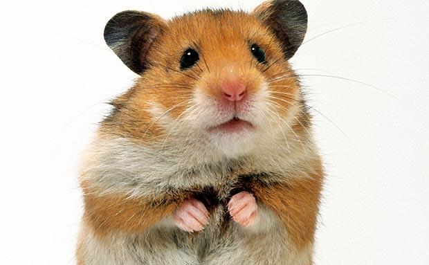 Uses-Hamster Used in medical research in 1931, but found that they could