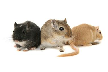 Uses-Gerbil Japanese scientists were the first to breed in captivity because they were easy to work with.