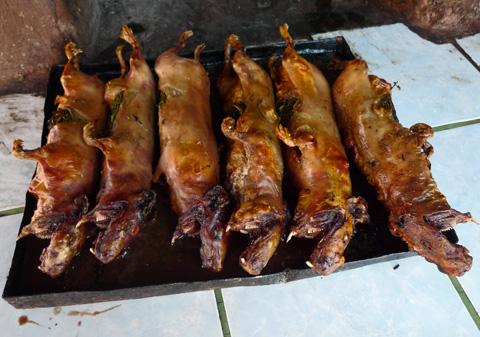 Uses-Guinea Pig Bred originally for meat