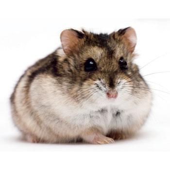 Breeds-Hamster Golden Hamster: Adults reach 5-6 long and weigh