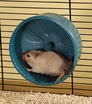 Management-Gerbils Gerbils are more active and need more space than hamsters Multiple gerbils need 36 square inches of floor space for each gerbil Overcrowding can lead to