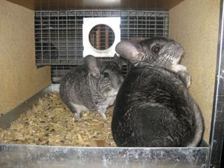 Management-Chinchillas Cont. Chinchillas must be kept in individual cages or they fight and inflict serious injury.