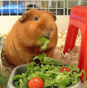 Feeding-Guinea Pigs Guinea Pigs are vegetarians GP s cannot synthesize vitamin C in their body and need vitamin C enhanced pellets to supplement their diet and prevent scurvy.