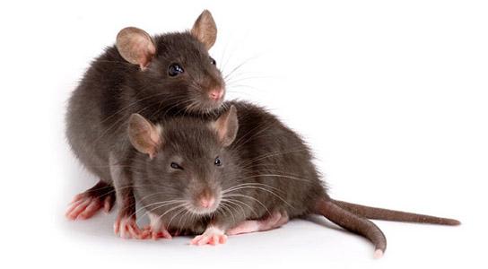 Breeds-Rat Black: tail is longer than the head and body, and the