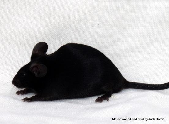 pied marked mice: mice