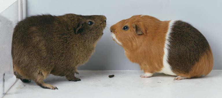 Breeds-Guinea Pig Adult guinea pig reach 8-14 in length and may weigh from 1 to 4 pounds.