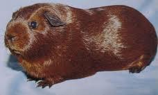 Since guinea pigs do not have a tail it is difficult