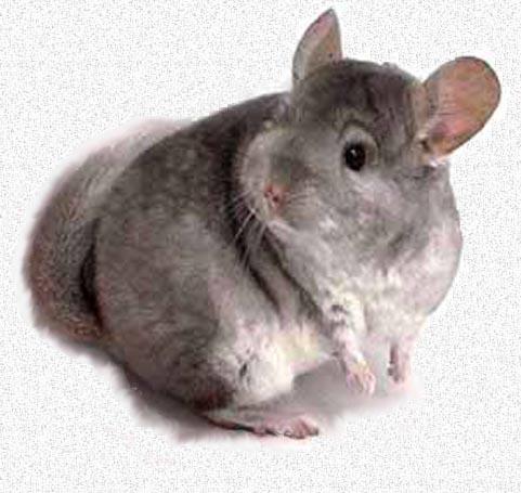 Breeds-Chinchilla Adults range in length from 9-15