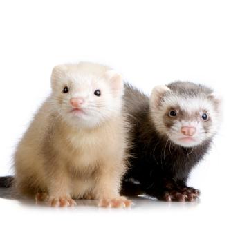 Breeds-Ferrets Common Sable: ranges from light to dark, depending on the shade of both