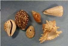 Class: Gastropoda Return to Taxonomy Univalves, Shell usually spiral, distinct head, scraping radula.
