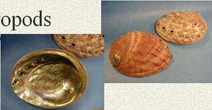 Abalone shells Conch
