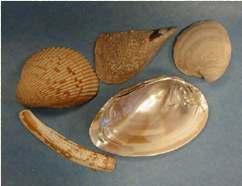 Representatives of Bivalvia Return to Bivalvia Anadonta (Freshwater clam) Teredo