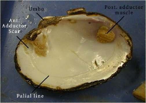 Internal parts of shell Shell