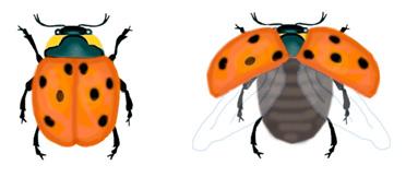 Use the key to identify each of the six insects drawn below. Activity: What are some examples of insects?