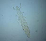 fleas) 6000 species 12-20 families 4