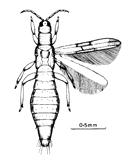 Phthiraptera: Membracidae Cicadellidae Cicadidae s.