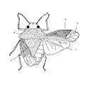 (seed bugs) Coreidae (squash