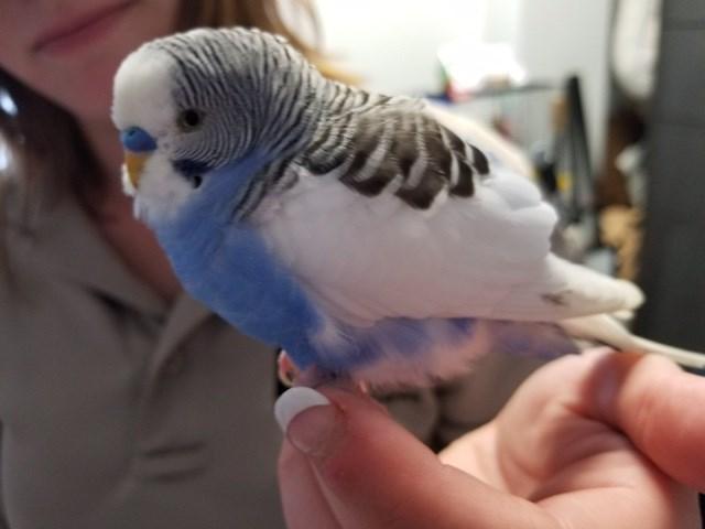 Adoptable Parakeet!