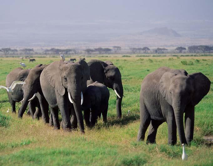 An elephant herd depends on its head female for leadership. It was soon time for the herd to move on to search for food, but the young calf would never be able to keep up since he couldn t walk.