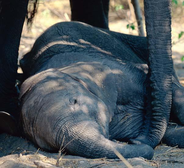 Elephants can survive for several days without food and water, but it s a big risk to stay in one place for too long. Echo had to choose between the herd and her son.