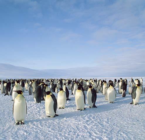 live in Antarctica, which has one of the harshest climates on Earth.