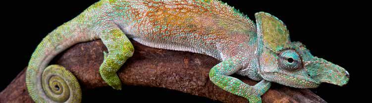 Others are so large you would need to hold them with two hands. Some chameleons do not have the ability to change colors. Many others, however, can change color in just a few seconds.
