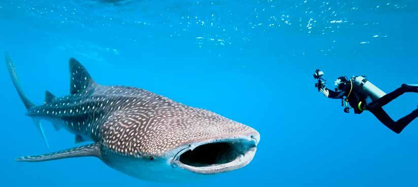 Whale sharks have skin that can be 4-6 inches thick. And sperm whales have skin that can be about a foot thick. That is some serious skin!