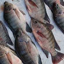 Tilapia lake virus (TiLV) Meets the definition of an emerging disease TiLV assessed for listing but does not meet criterion 3 a precise case definition is available and a