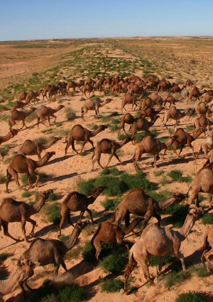 The feral camel population estimate is currently around 300,000 and there is now a real opportunity