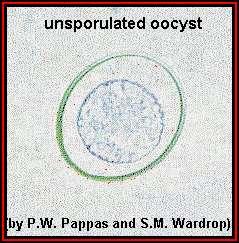 An unsporulated coccidian oocyst.