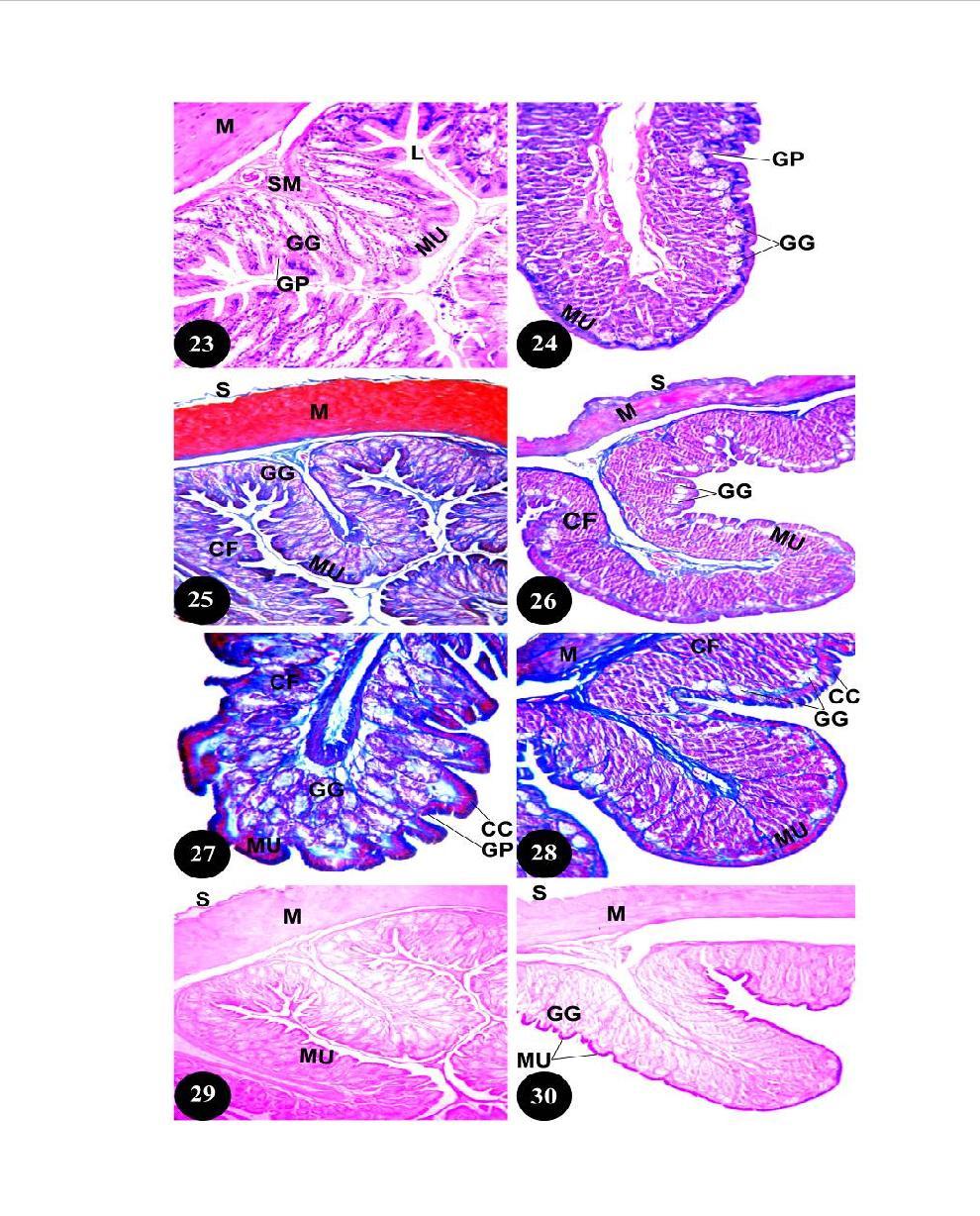 Fig. 23: T.S. of the stomach of Scincus scincus showing the mucosa (MU), the gastric pits (GP) and the gastric glands (GG). H.E., X 200. Fig. 24: T.S. of the stomach of Natrix tessellata displaying the mucosa (MU), the gastric pits (GP) and the gastric glands (GG).
