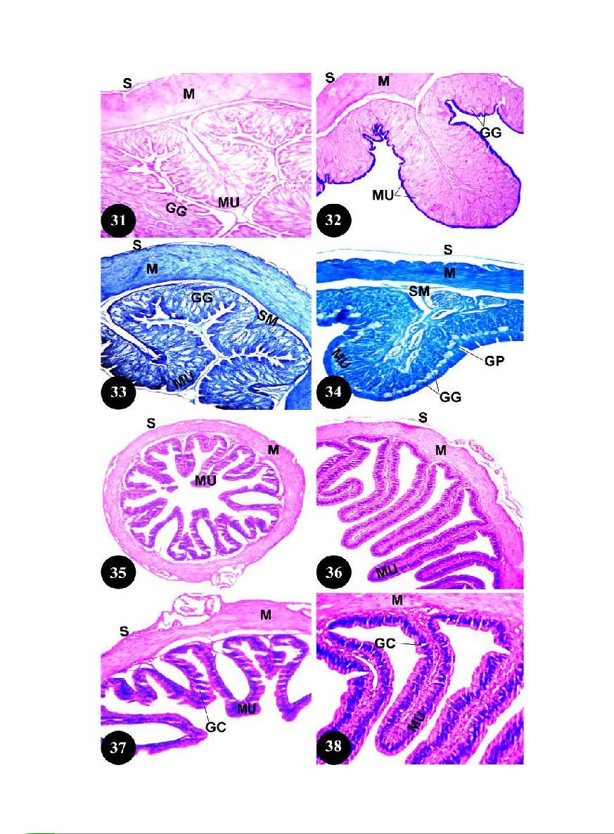 Masson's trichrome stain., X 100. Fig. 27: T.S. of the stomach of Scincus scincus showing the collagen fibres (CF) in the mucosa (MU). Masson's trichrome stain., X 200. Fig. 28: T.S. of the stomach of Natrix tessellata showing the collagen fibres (CF) in the mucosa (MU).