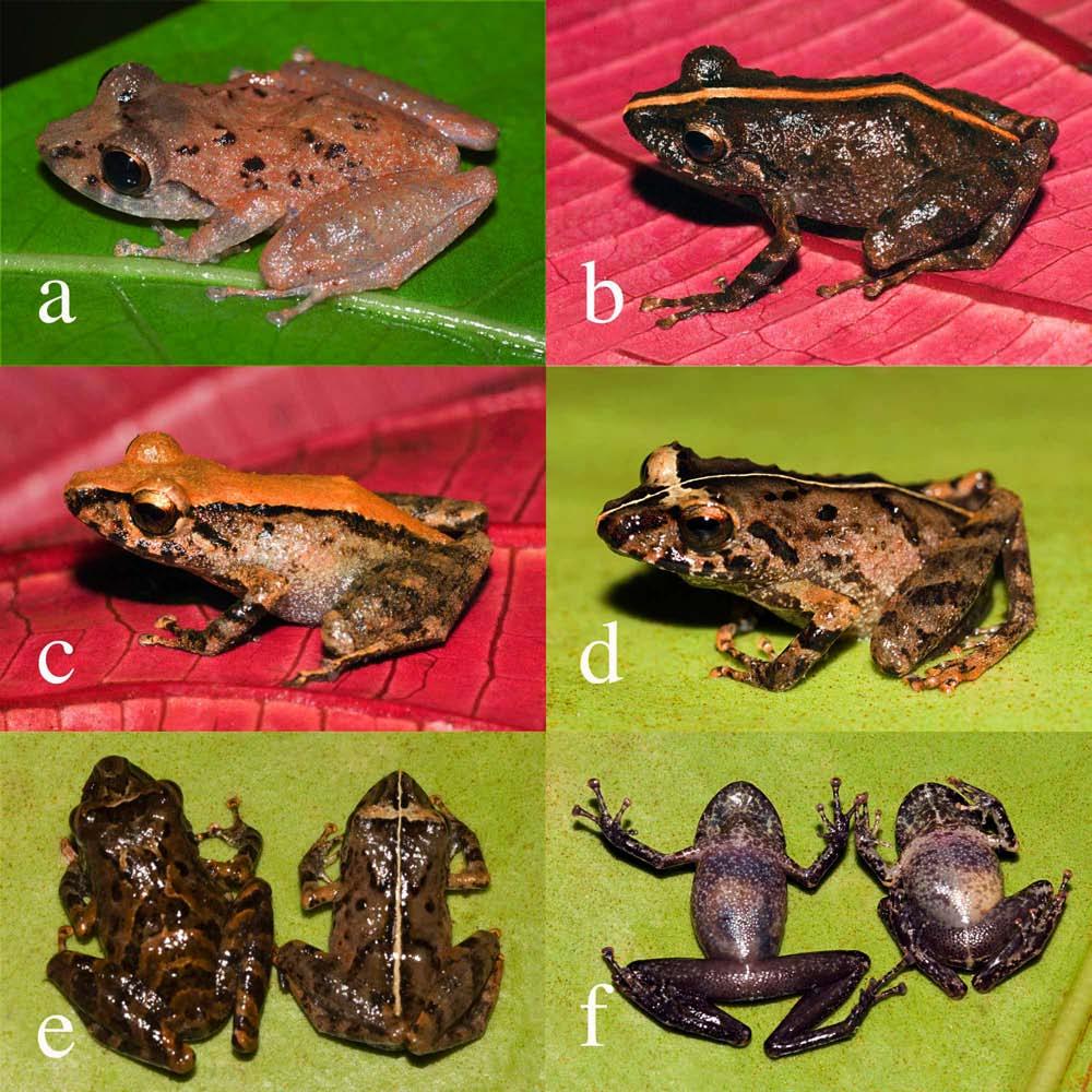low or dirty white in preservative, without dark markings (dorsum with dark markings and venter usually heavily marked with dark pigment). FIGURE 6. Pristimantis saltissimus new species.