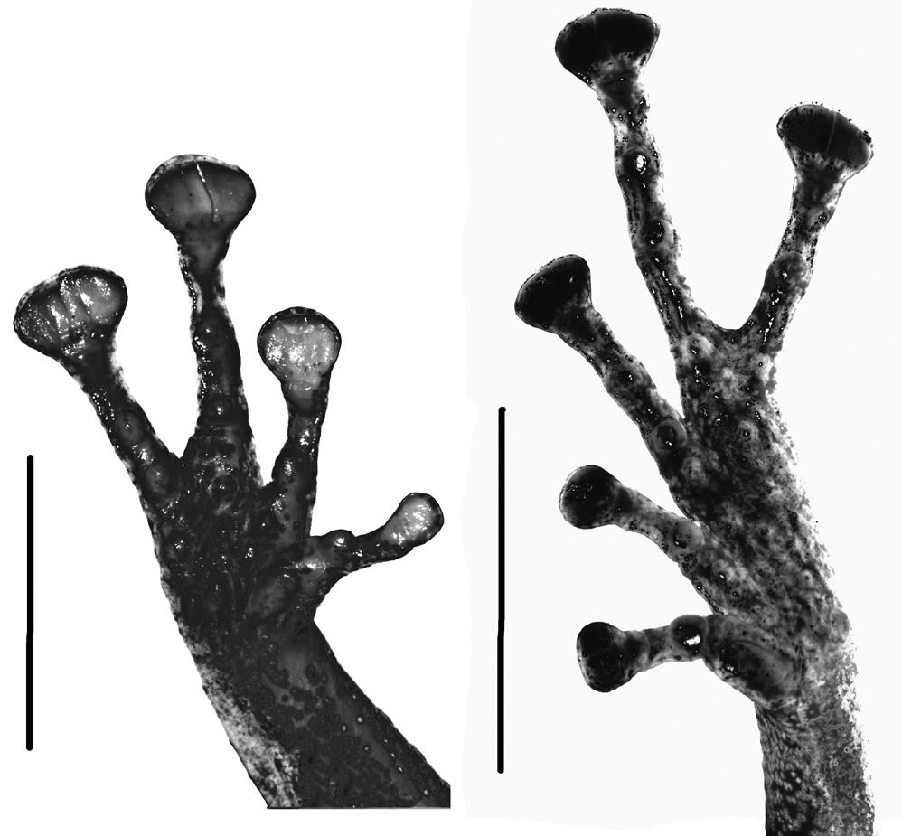 FIGURE 7. Pristimantis saltissimus new species. Hand (left) and foot (right). USNM 563639 holotype. Black bars = 5.0 mm. Measurements of holotype (in mm). SL 26.6; HL 11.8; HW 10.8; EW 2.8; IOD 2.