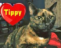 All 4 Cats Please call 910-470-0721 or email spayneuter99@gmail.com to adopt! Hi, I am Tippy, a Tortoiseshell cat with vibrant orange splotches!