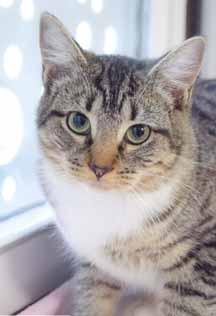 My name is Tigger (A101009) and, although I am a little cautious with the camera lady, I am a true love-bug in person!