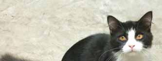 Like all kittens, I m super-playful and, with a name like Rocket, well, you get the idea. I love playing with other cats, I love people and I just really seem to love everyone!