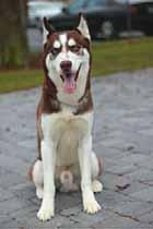 My name is Sokka (A367925) and I m a beautiful Siberian Husky who is red and white. I m a 1-year-old boy who weighs 46 pounds.