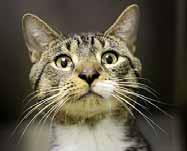 Oh my goodness, just look at this cute little face of mine. I m a 2-year-old Tabby boy who needs your love. I weigh just 10 pounds and have already been neutered and vaccinated. My ID# is A367250.