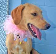I m a 2-year-old Lab mix and I just finished my heartworm treatment. I m ready and waiting to meet you, so come on down and let s see what the future holds for us!