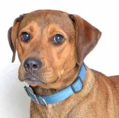 ) I m a young Hound mix boy, already neutered, and like most young dogs, I enjoy playing and having a good time. Do you need a fun buddy? I am SOOOO sweet, playful and friendly.