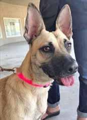 Please call 910-579-0407 to adopt us! R.A.C.E. (Rescue Animals Community Effort) Hi, Hi, Hi, Hi! My name is Dixie and listen up folks, I want a runner in my life. Do you like to run? Well, so do I.