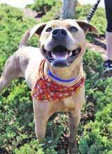 My name is Avery and I am a really nice Pit Bull. I am about 1-year-old and a generally happygo-lucky guy. I am a strong fella so I would need a strong handler who understands my breed.