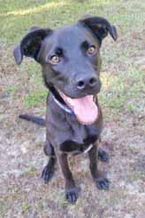 My name is Johnny and I m a 25 pound, 7-year-old, male Carolina Dog mix. I was found as a stray. I am healthy, neutered, current on vaccinations, microchipped and had a dental cleaning.