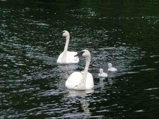 Mute Swan Management MDNR contracts USDA WS to conduct management Permit issued to applicant by