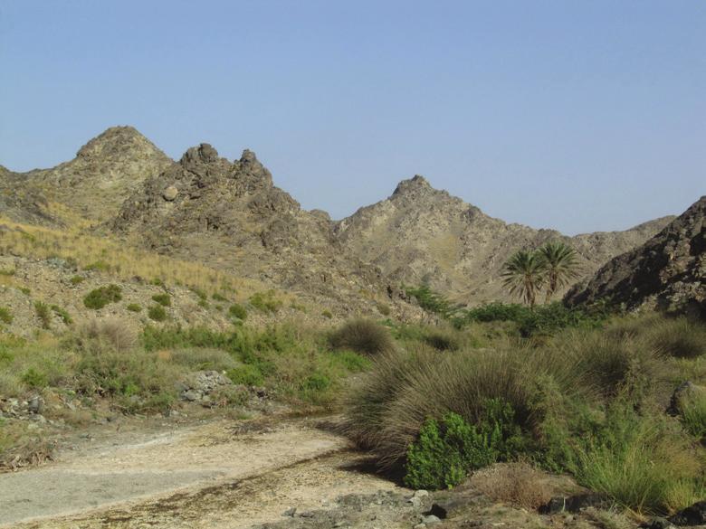 Study area and Methods Field surveys were conducted 23 February 1 March and 9 17 May 2012 (17 days) on Masirah island (c20.42 N, 58.79 E), Oman.
