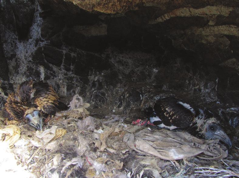 Donázar et al (2002) found that 33.6% of Egyptian Vultures on the Canary islands off northwest Africa were breeders.