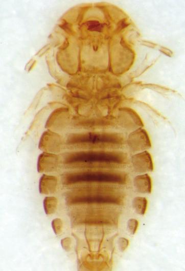 External parasites feed on body tissue such as blood, skin, and hair. The wounds and skin irritation produced by these parasites result in discomfort and irritation to the animal.